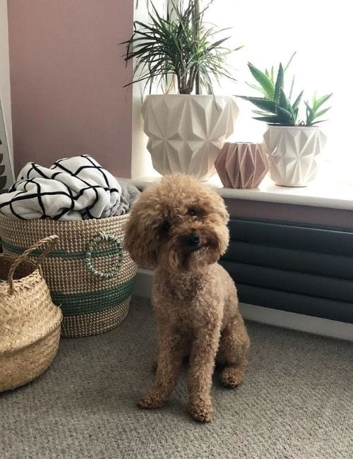 dog sat on the floor next to a grey radiator