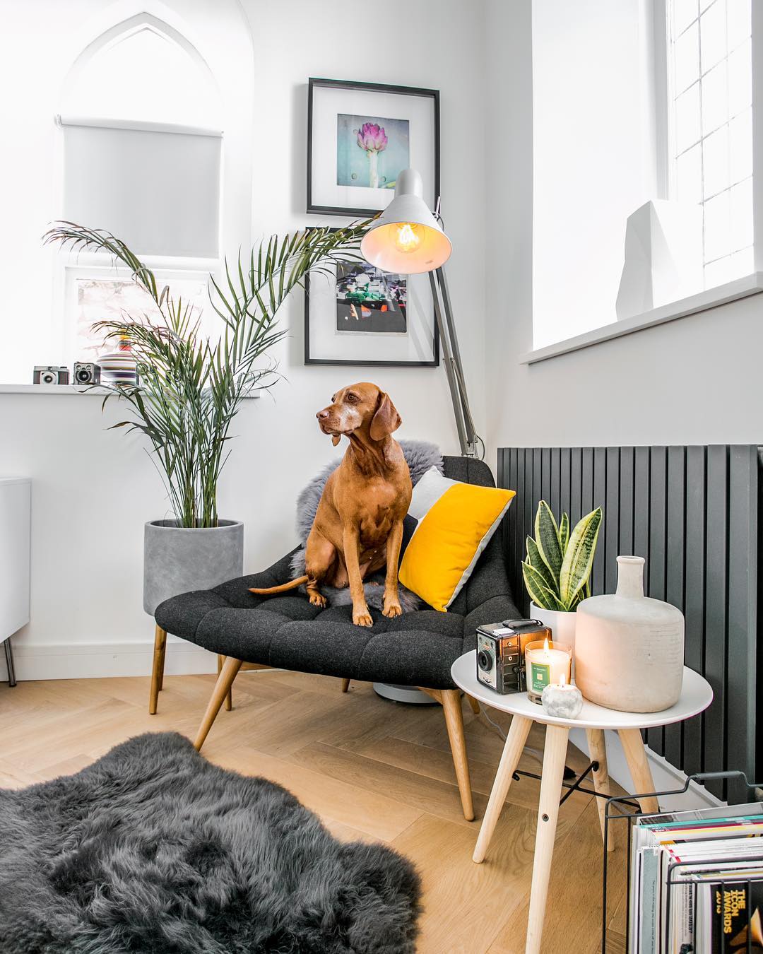 dog sat on a chair next to a grey radiator