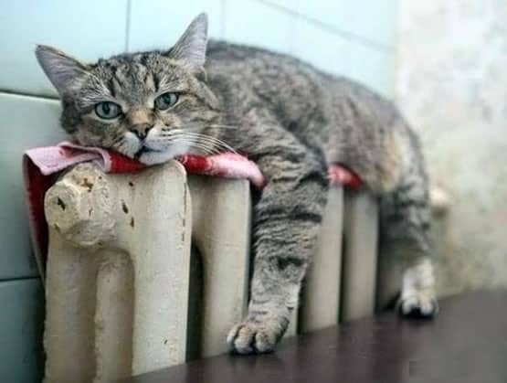 cat on a radiator relaxing