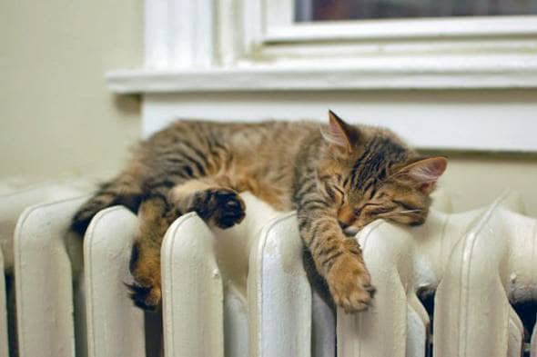 Comfy cat on a radiator