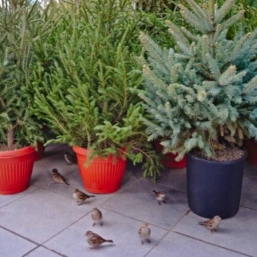 variety of christmas trees in pots