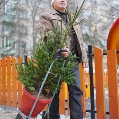 man pulling a christmas tree in a pot