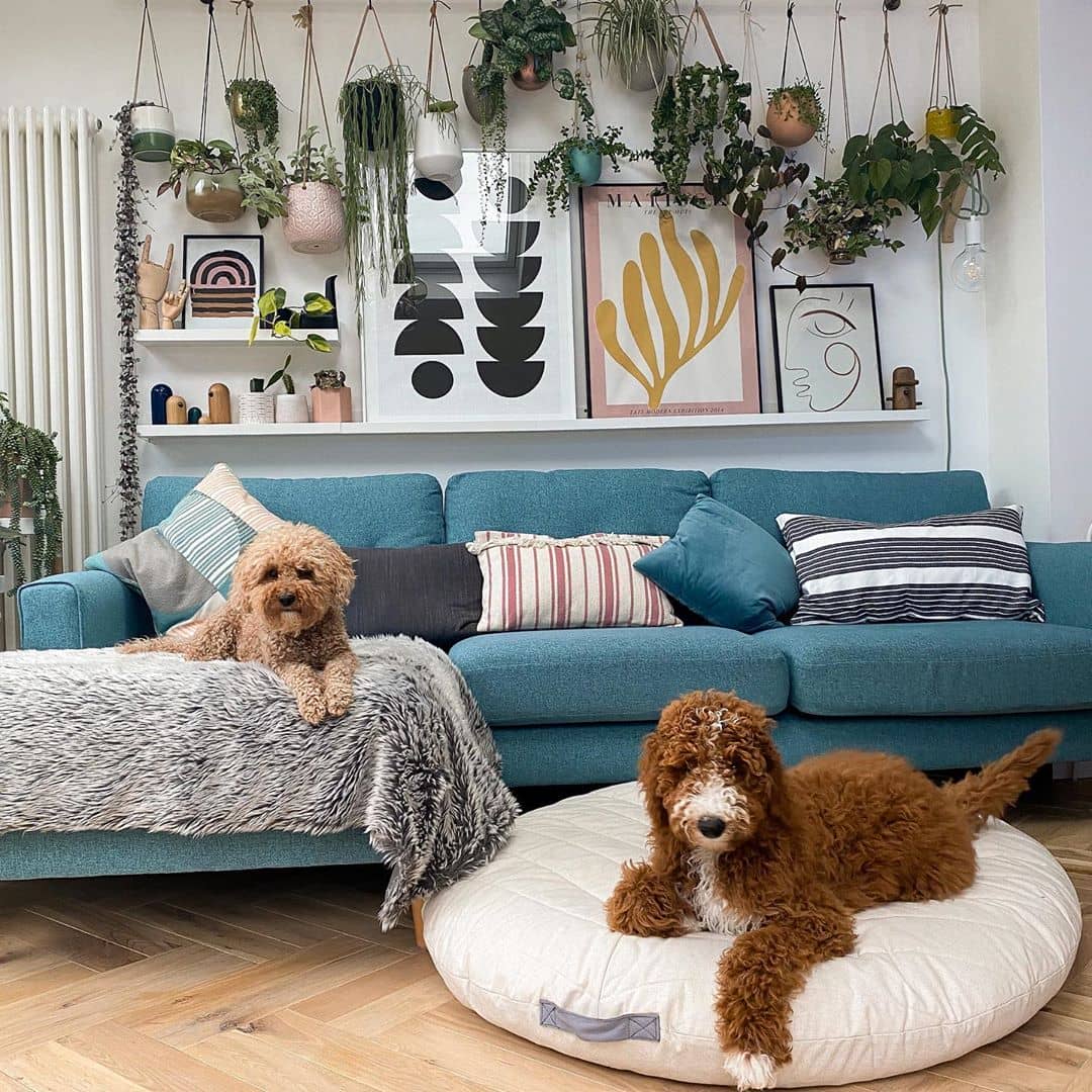 white vertical radiator next to a blue sofa with 2 dogs