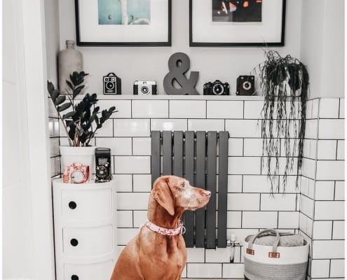 dog sat next to a small Milano Capri radiator