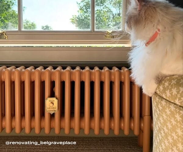 A cat sat next to an autumn yellow milano windsor column radiator