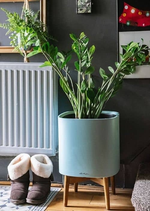 lily's old radiator