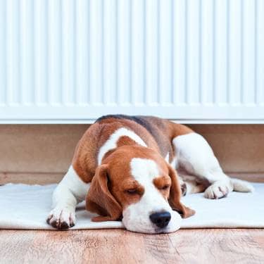 dog sat next to a radiator