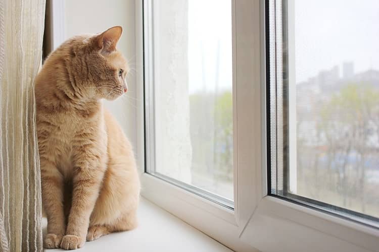 a cat sitting next to a double glazed window