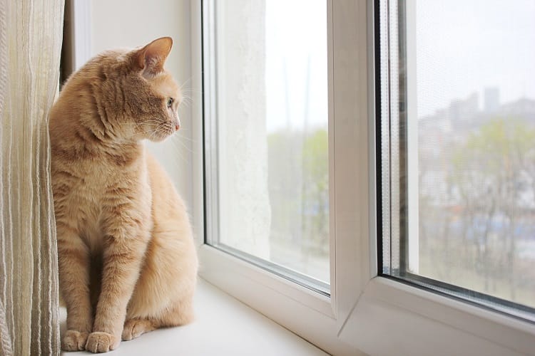 a cat sitting next to a double glazed window a cat sitting next to a double glazed window