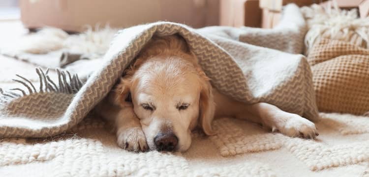 a dog lying under a blanket to keep warm