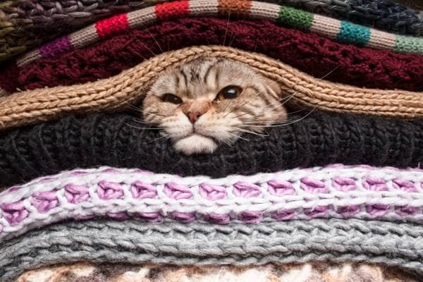 cat buried in a load of sweaters