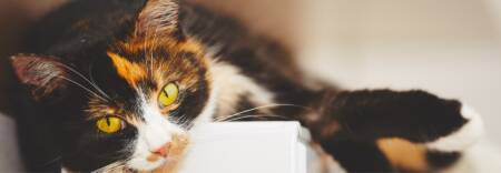 radiator covers the great home heating debate blog banner image