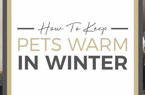 How To Keep Pets Warm In Winter featured image