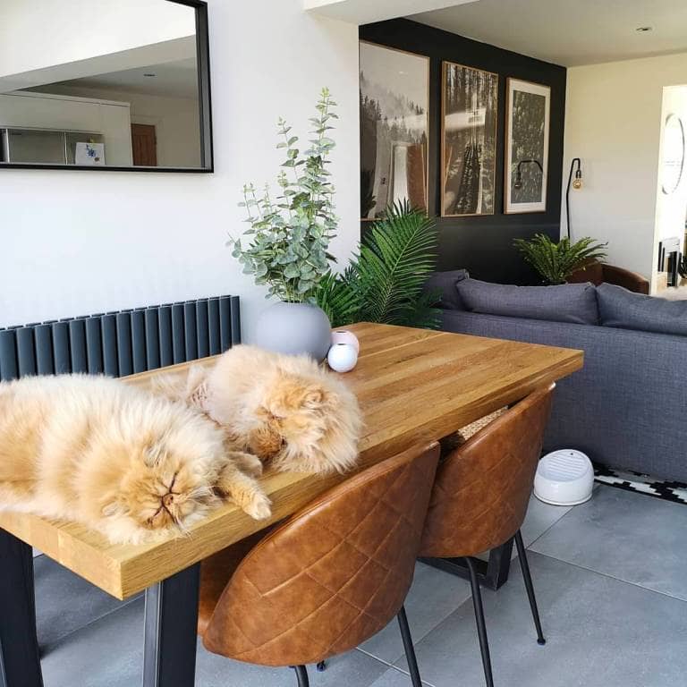two cats on a table in a dining room seating area