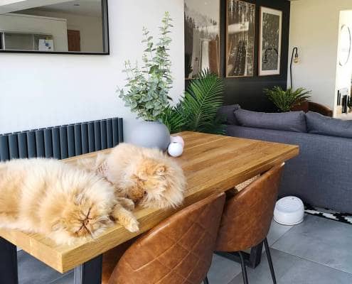 two cats on a table in a dining room seating area