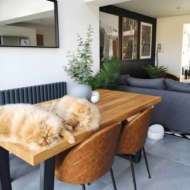 Two cats on a table next to an Aruba radiator