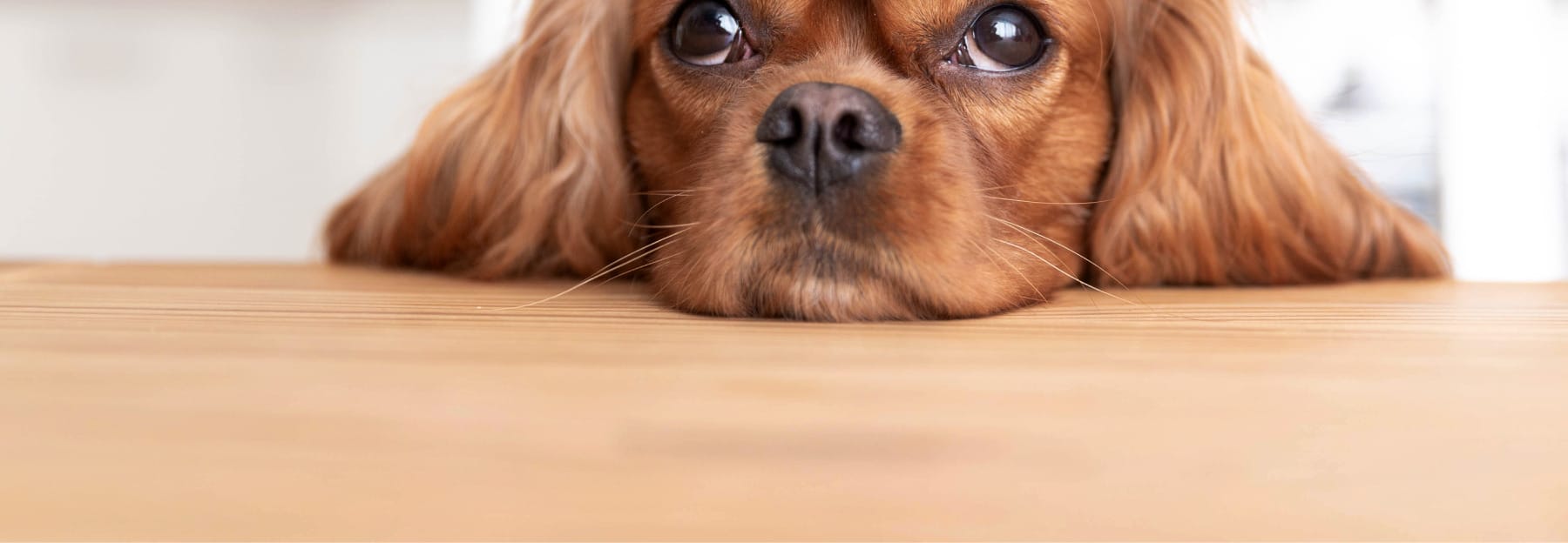 Carbon monoxide & our pets A BestHeating guide