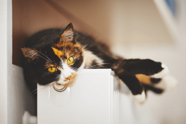a cat lying comfortably on a radiator