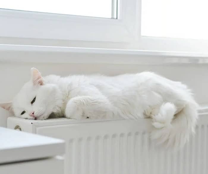 White cat sat on a convector radiator