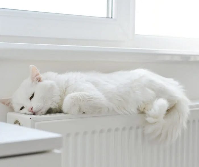 White cat sat on a convector radiator White cat sat on a convector radiator