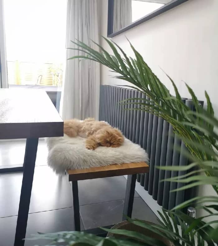 two persian cats asleep in front of an Aruba radiator