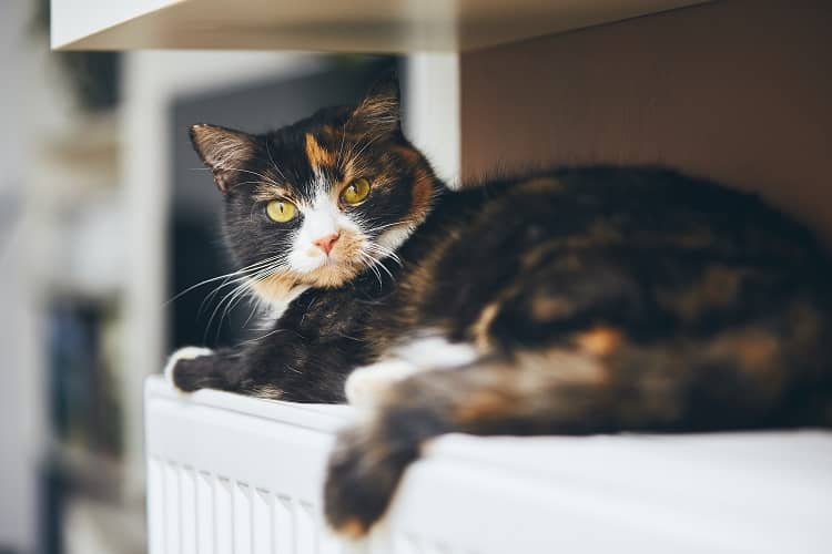 Cute domestic cat is relaxing on the warm radiator at home