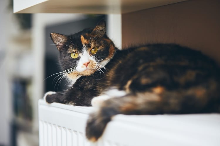 Cat relaxing on the warm radiator at home Cute domestic cat is relaxing on the warm radiator at home