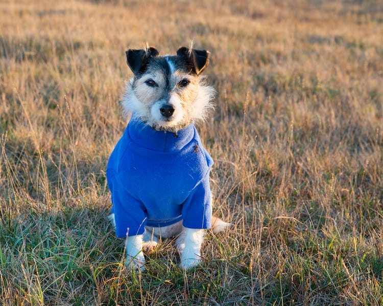 Jack Russell terrier in blue jumper Jack Russell Terrier wearing a blue jumper coat to keep warm in winter