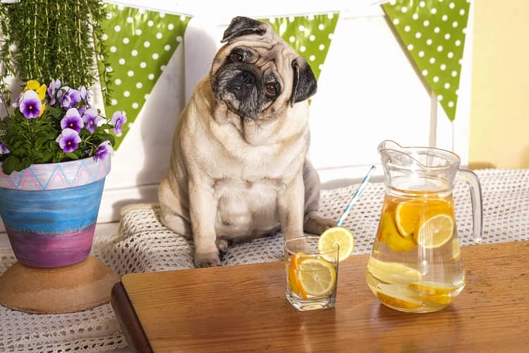a picture of an overweight Pug dog
