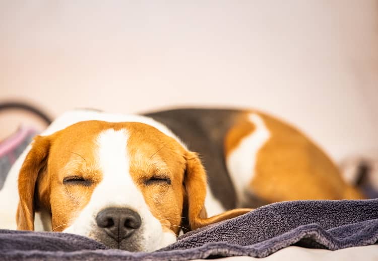 A sleeping Beagle dog lying inside out of the cold 