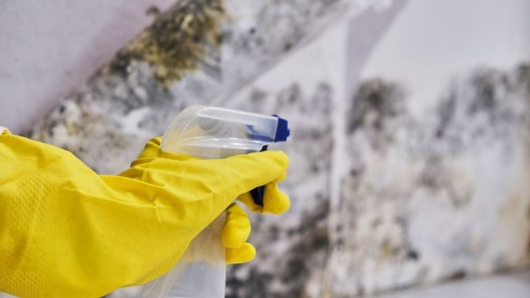 Hand in yellow glove applying spray to mouldy wall