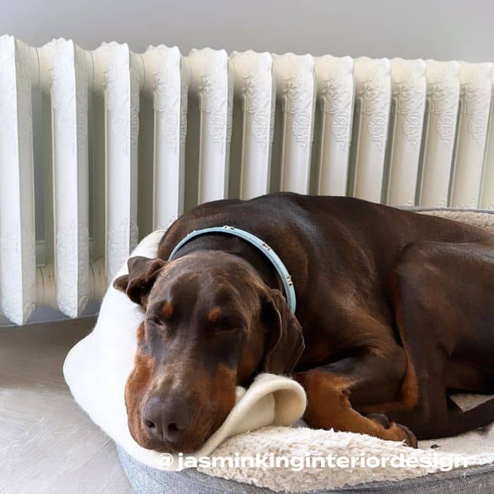 dog in front of a low level cast iron radiator