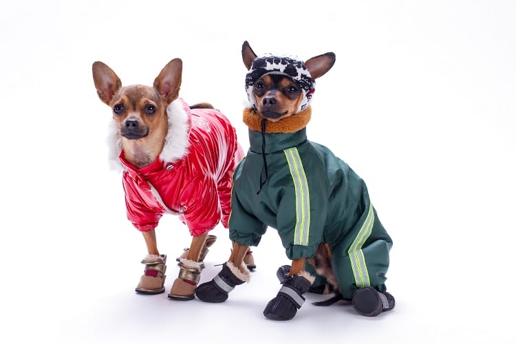 two small dogs dressed to keep warm two small dogs dressed to keep warm
