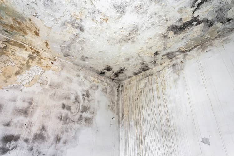 moould on a wall in a home caused by not using central heating