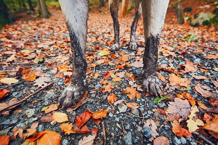 a dog standing in a forest with cold and muddy paws