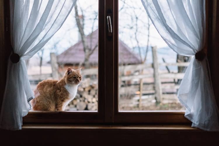 a cat seen through a window and sat outside in the cold