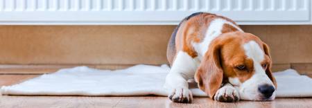dog sat next to a radiator