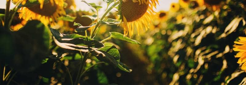 Learn why summertime is the best time to change your radiators