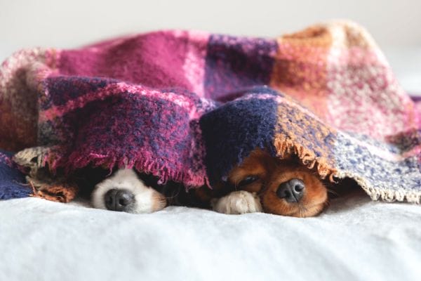 two dogs under a blanket